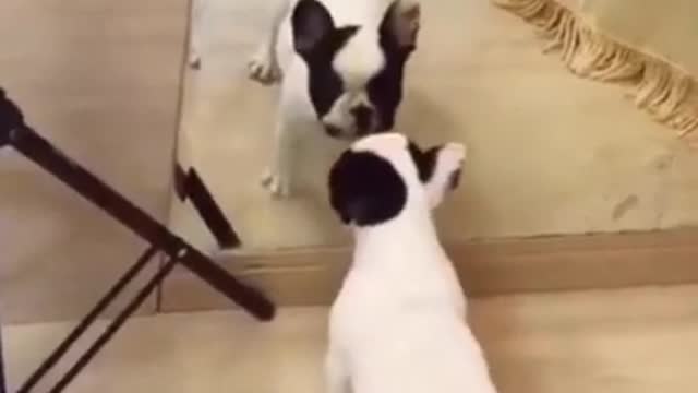 Puppy Plays at home - Adorable dog videos