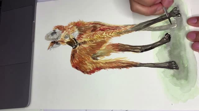 AGUARÁ GUAZÚ / URUFAUNA