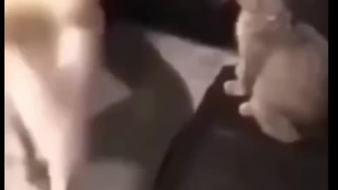 funny cats and dog compilation shorts🤣🤣 #shortvideo