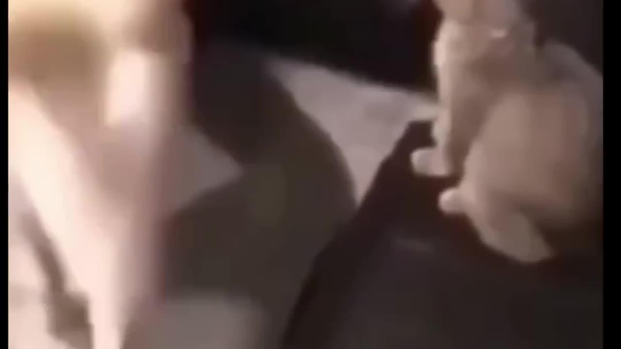funny cats and dog compilation shorts🤣🤣 #shortvideo
