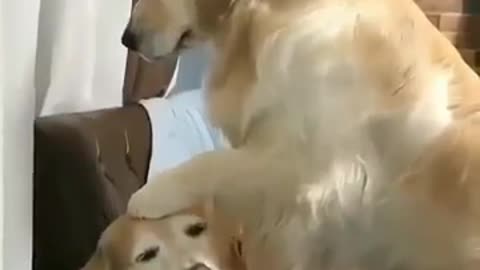 Dos perros adorables