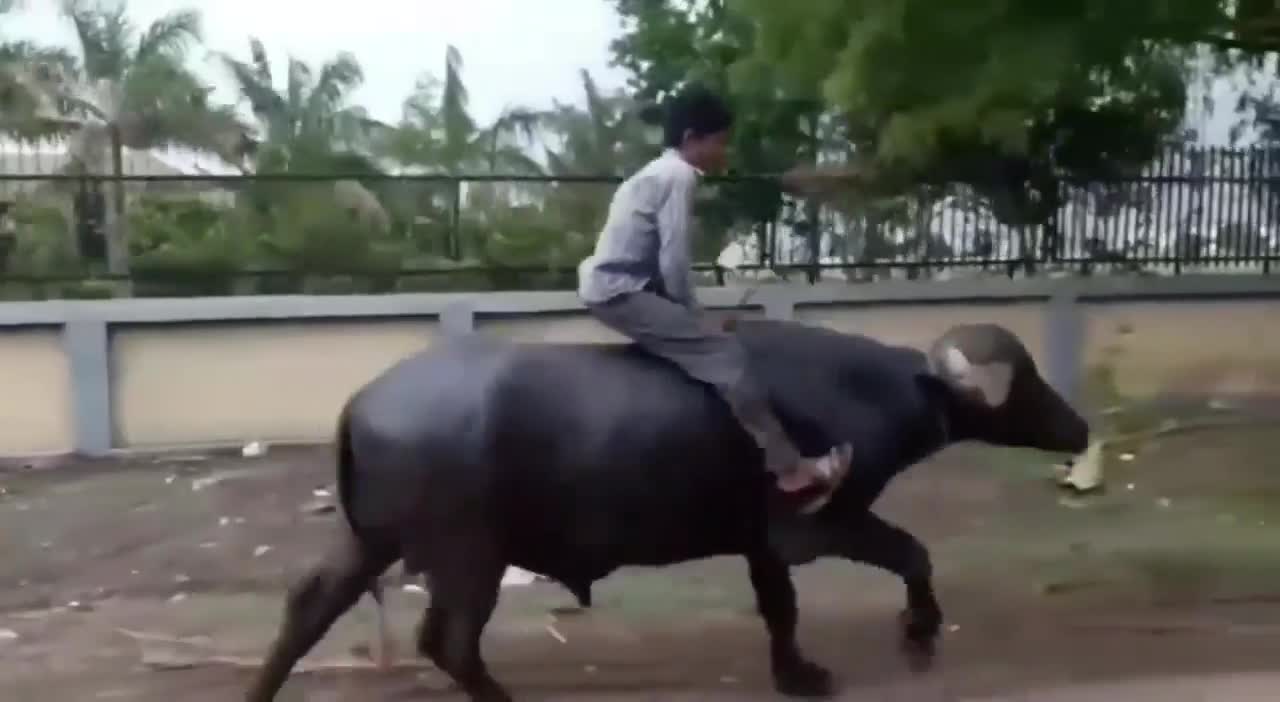 Animal Riding