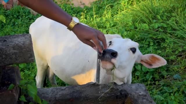 A little cow drinks water from the tap