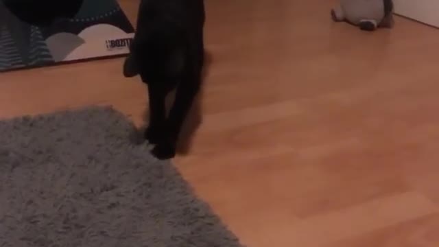 Black cat adventures part 1