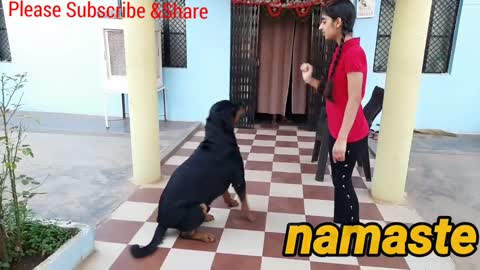 Super Dog Training