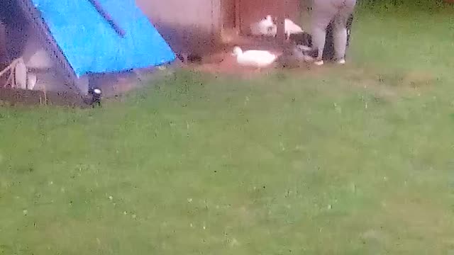 Training ducks to go to bed
