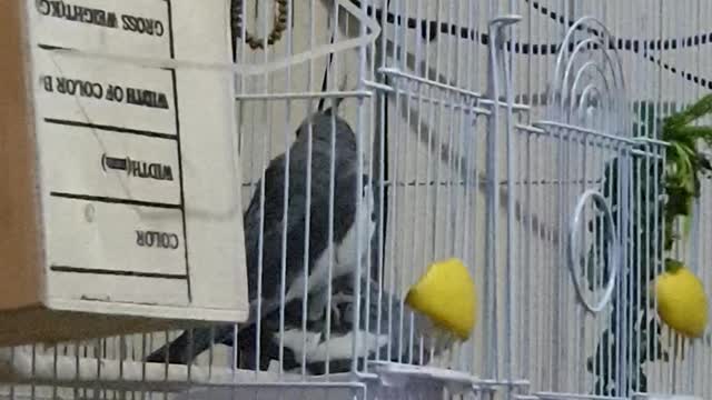 My birds are in the mating stage😍🤰
