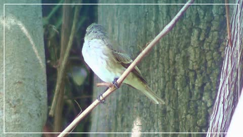 Gobemouche gris - asaflu Oiseaux d'Afrique du Nord