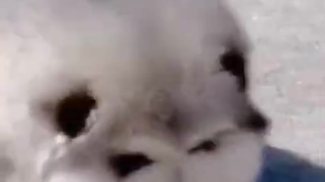 Funny cutest Dog