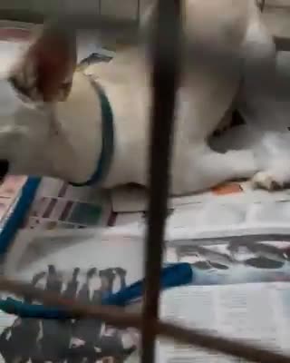 Perrito discapacitado tirado en la calle por sus dueños 2 veces el mismo día, por fin es feliz