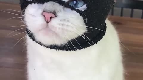 Now humans will not even know who is wreaking havoc Cat