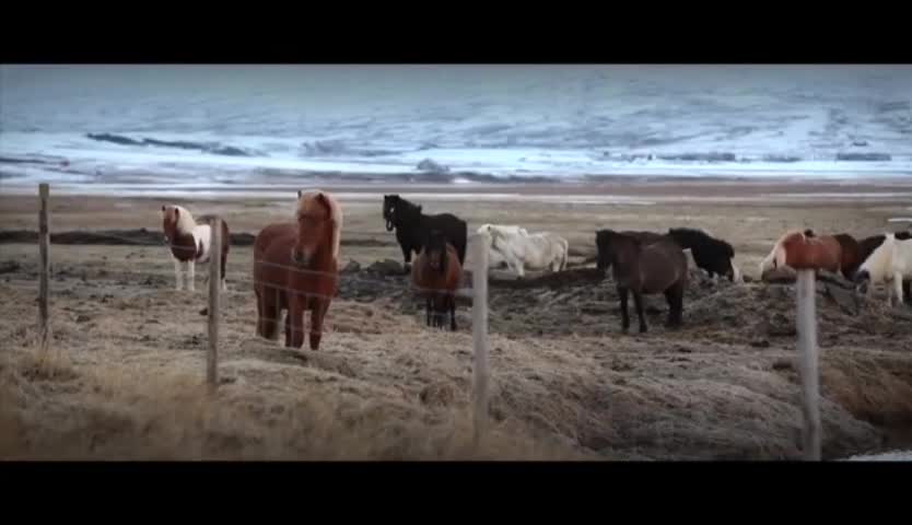 The view of horses running on the grassland