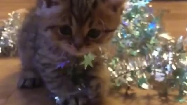 Cute cat video #4