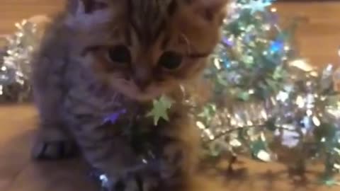 Cute cat video #4