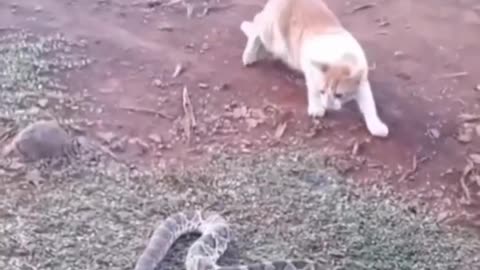 Funny animal videos