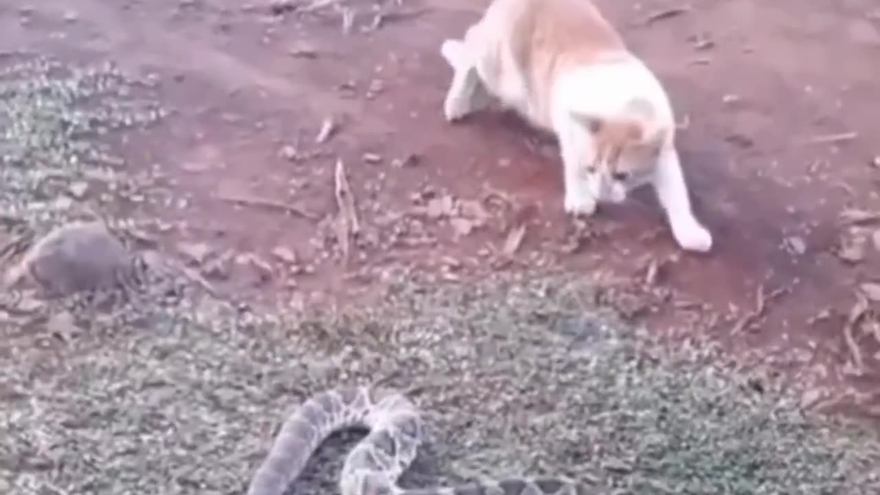 Funny animal videos