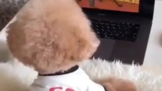 puppies funny reaction