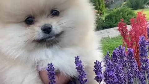 Cute dog enjoying flowers