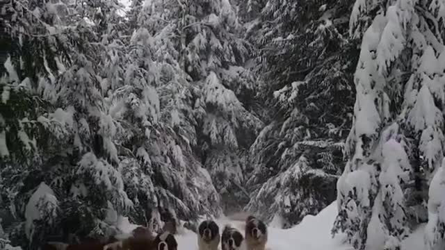 Dog is walking.