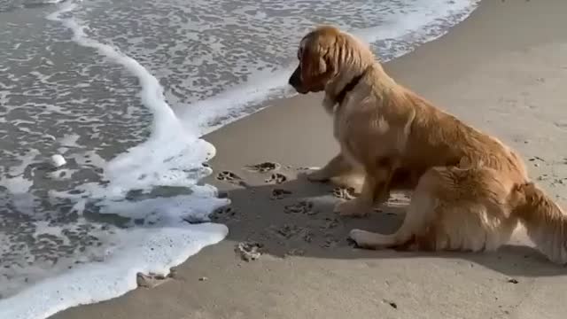 Good boy doesn't like to get his paws wet