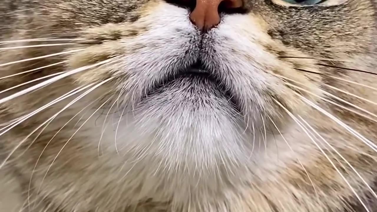 Cat shouting meow 😍