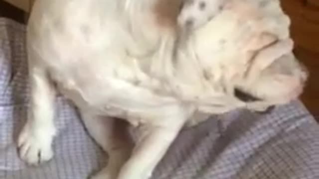 A una Bulldog le pica y no se puede rascar. se pone muy fastidiosa