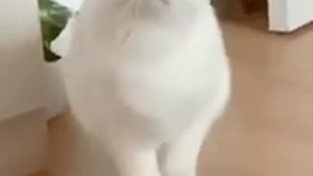 Funny animals videos