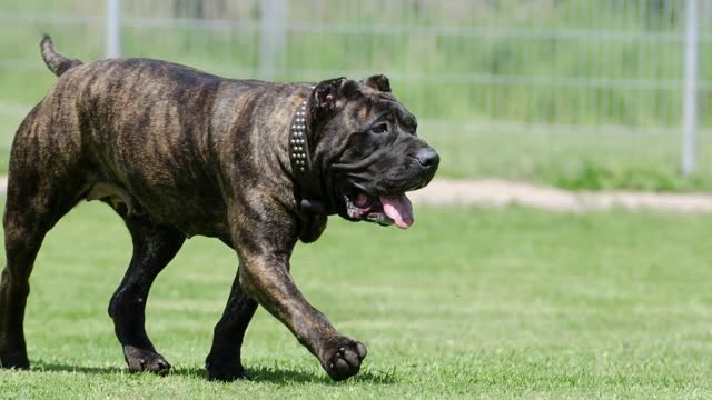 TOP 10 Bravest Dog Breeds In The World!