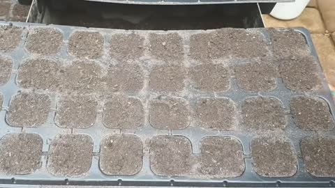 Best way to grow fast