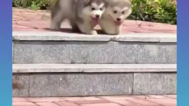 Cute and Funny Dogs Videos Compilation 2021_ |08|_#︼ ︽ ︾ ︿ ﹀ ﹁ ﹂