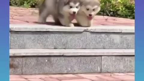 Cute and Funny Dogs Videos Compilation 2021_ |08|_#︼ ︽ ︾ ︿ ﹀ ﹁ ﹂
