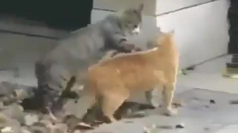 Cat applying jiu jitsu