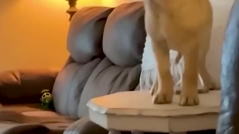 Animals ki harkte dekh hash hash k thak jaaoge