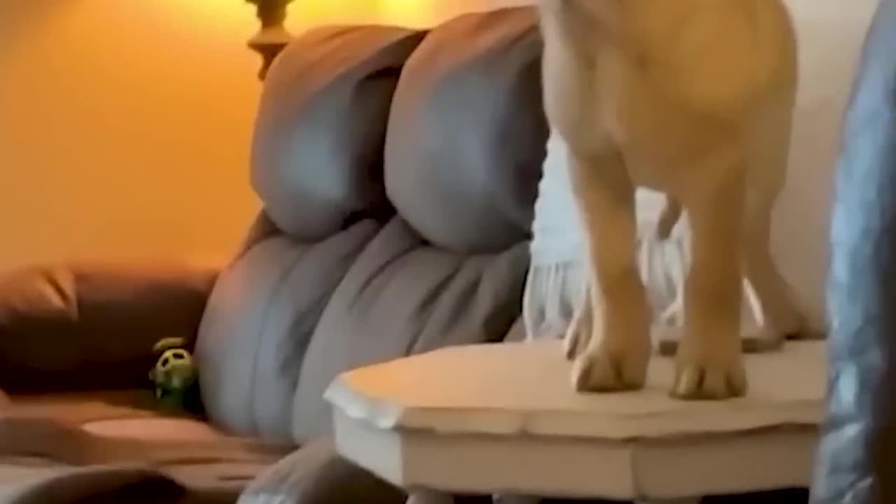 Animals ki harkte dekh hash hash k thak jaaoge