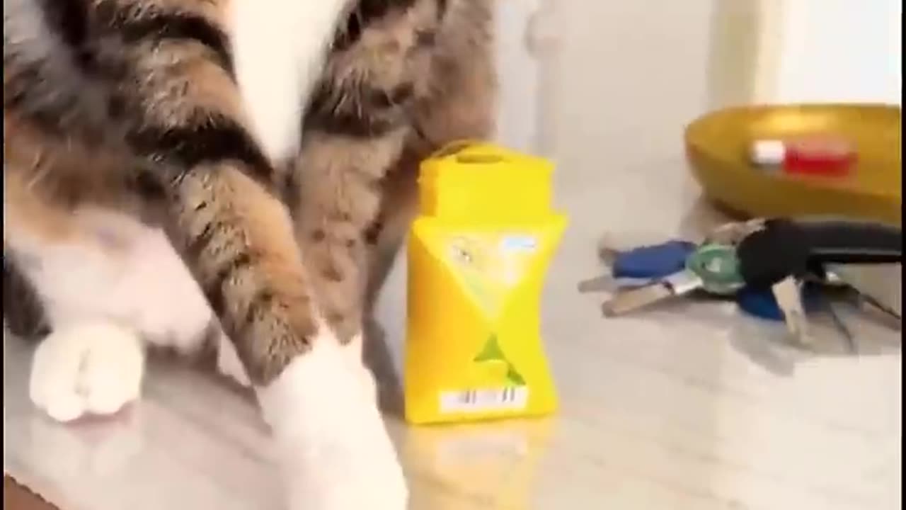 😄It turns out that cats also have OCD!