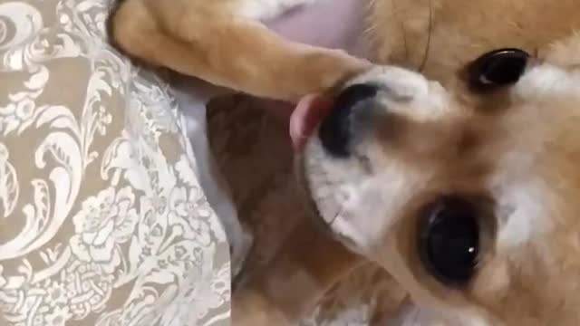 delicious leg