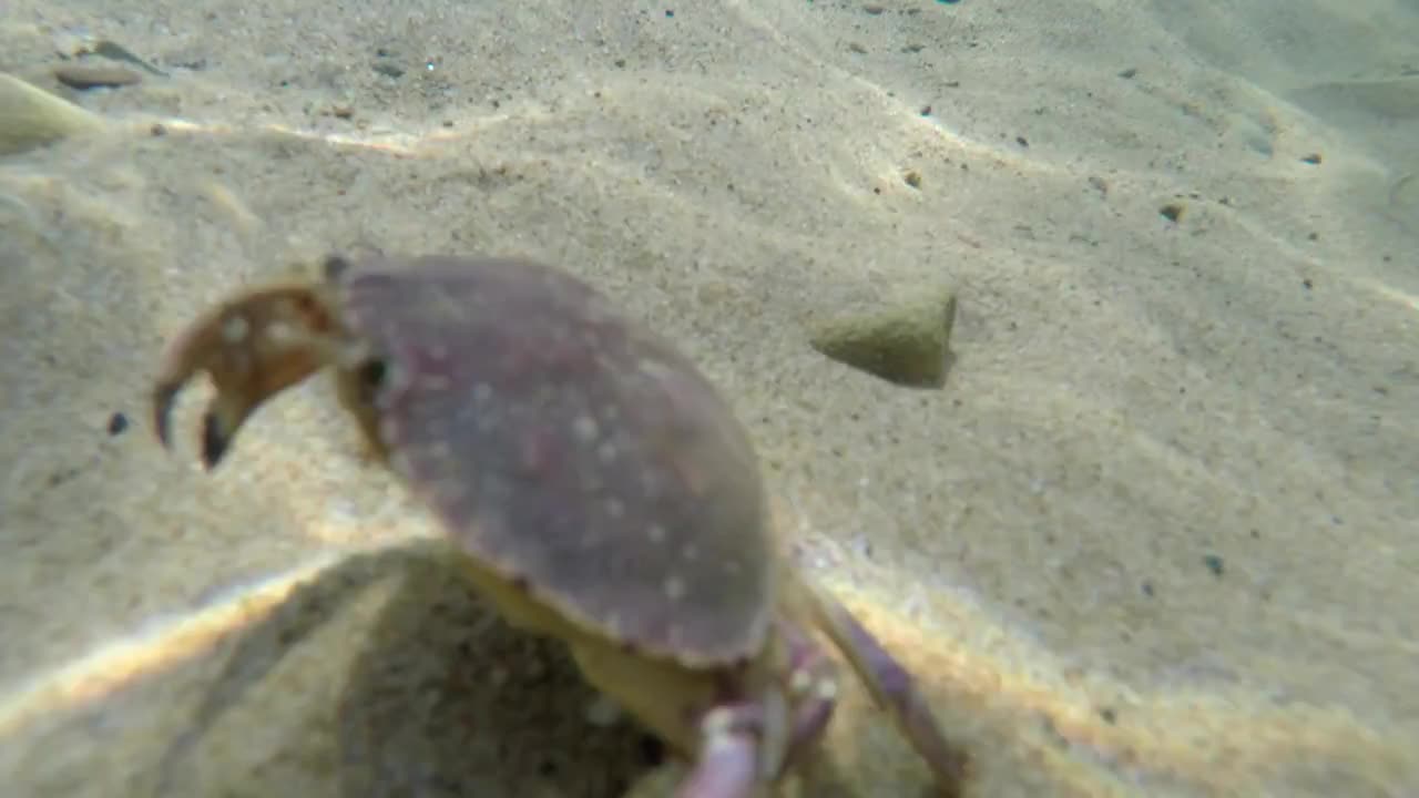 An underwater shot of an ocean crab on the sea floor bottom