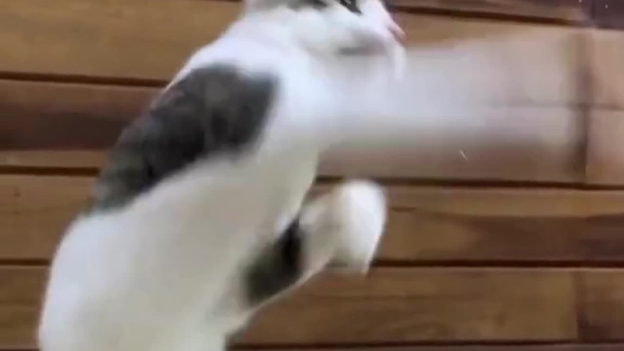 Cat Boxing #new #cat #cats (New Virus)