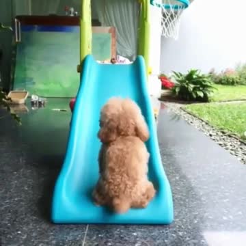 A puppy who wants to play with the slide