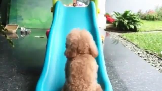 A puppy who wants to play with the slide