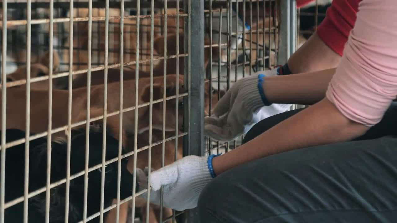 women petting caged stray dog in pet shelter. People, Animals, Volunteering And Helping Concept