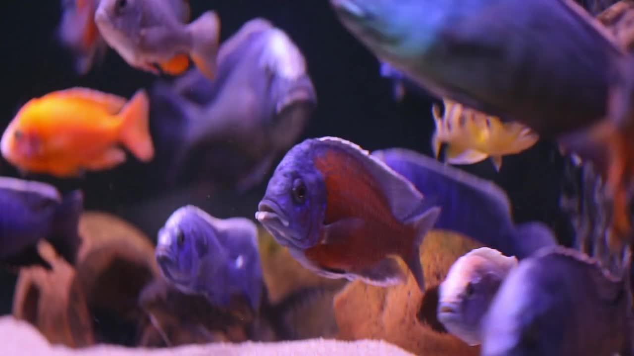 Aquarium with colorful fish cichlids