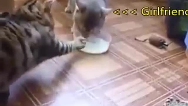 Before And After Marriage Funny Cat Fight