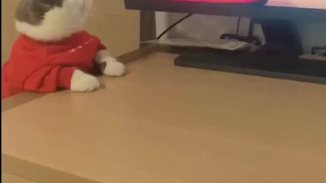 funny cat reaction