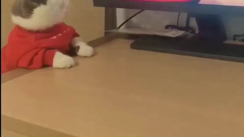 funny cat reaction