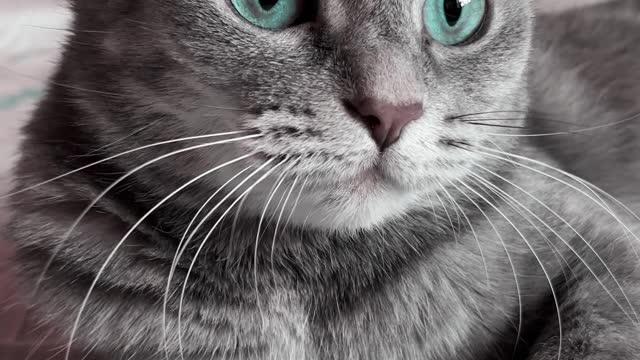 A cat with sea-green eyes. Admire what beauty))