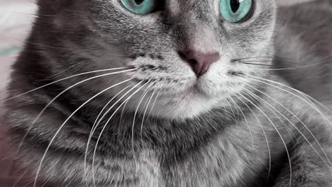 A cat with sea-green eyes. Admire what beauty))