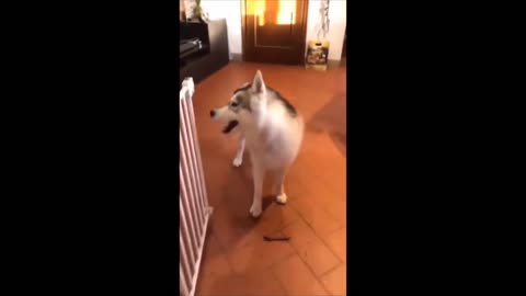 Talking Siberian Husky tik tok challenge _ Cute Funny Pets Video