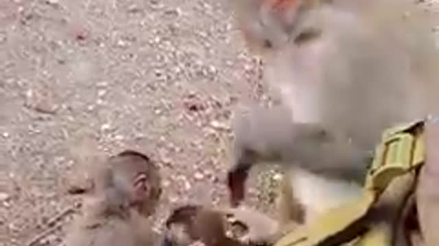 How Adorable! Golden Monkey Baby Worriedlessly Relax with Family