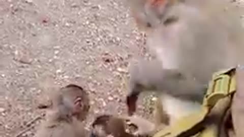How Adorable! Golden Monkey Baby Worriedlessly Relax with Family